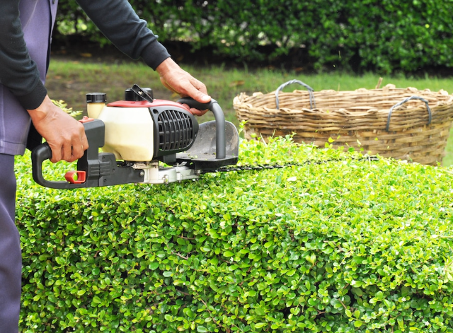 Hedge Trimming & Pruning Services